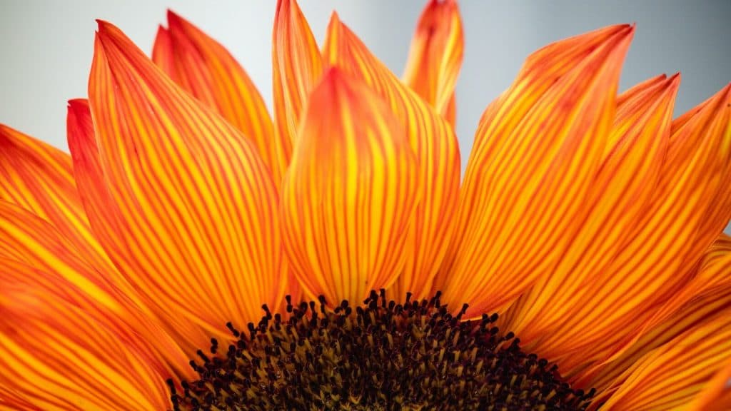 closeup photo of sunflower