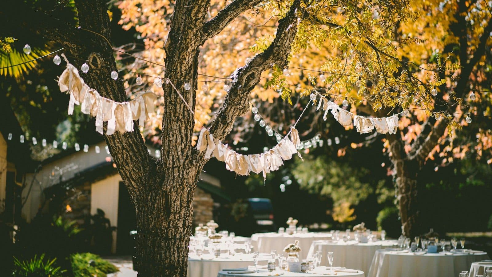 orange leafed tree with orange banderittas