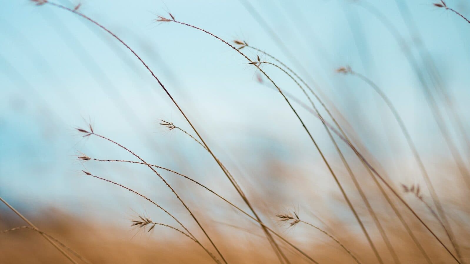 focus photography of brown plants