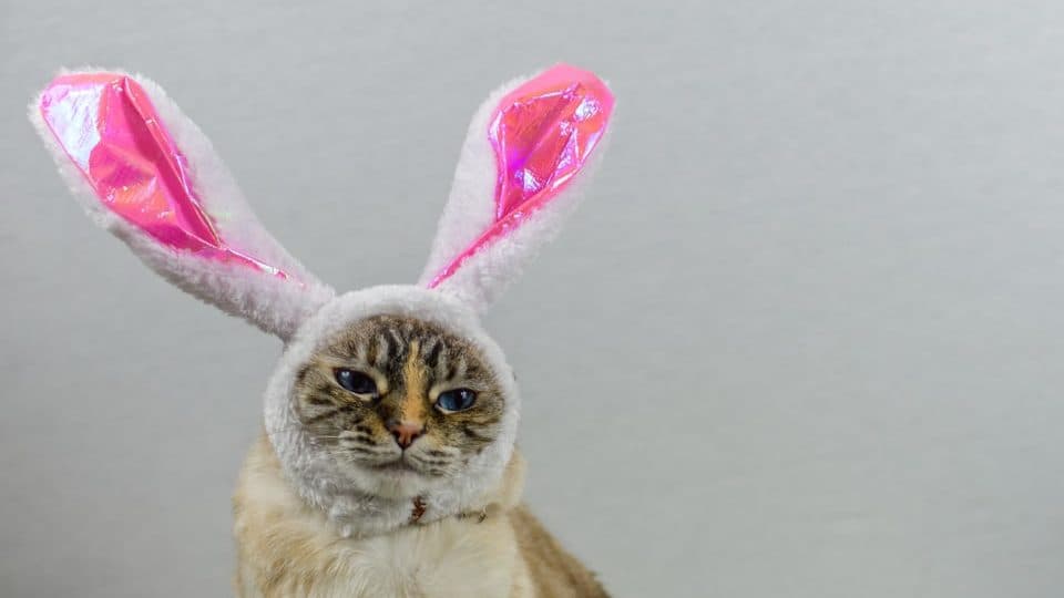 brown cat with pink ribbon on head